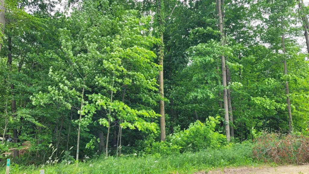 Husky Court 54, GREENVILLE