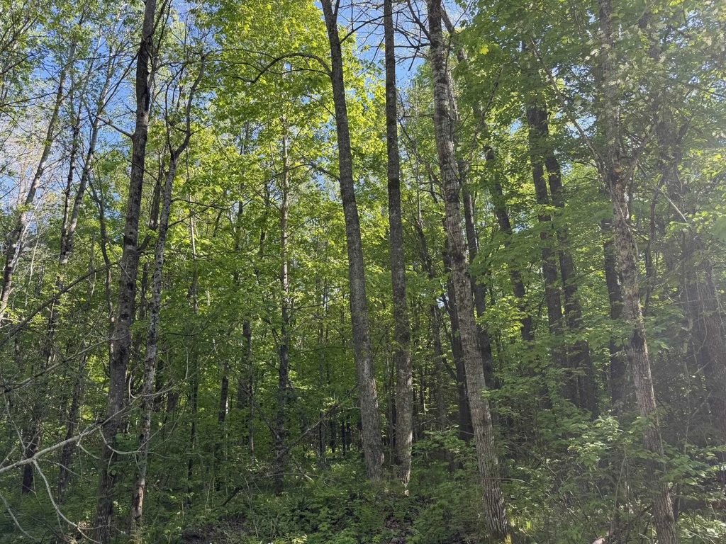 Dream Lake Road 7, TIPLER