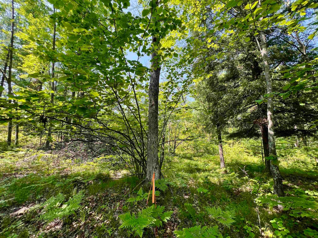 Kafka Road 1, WAUSAUKEE