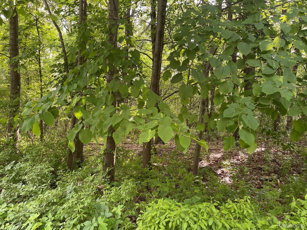 08 Tipsico Lake, Highland charter township