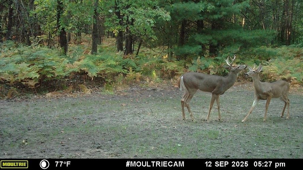 80x Henry, Moffatt township