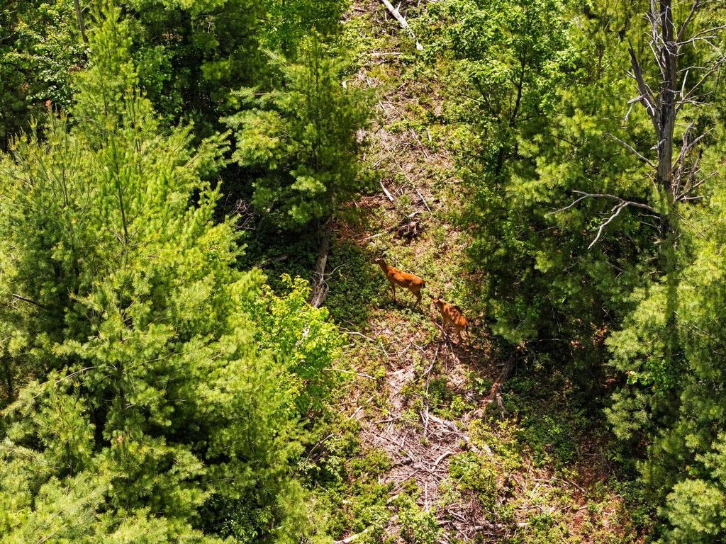 4011 W Forest, Forest township