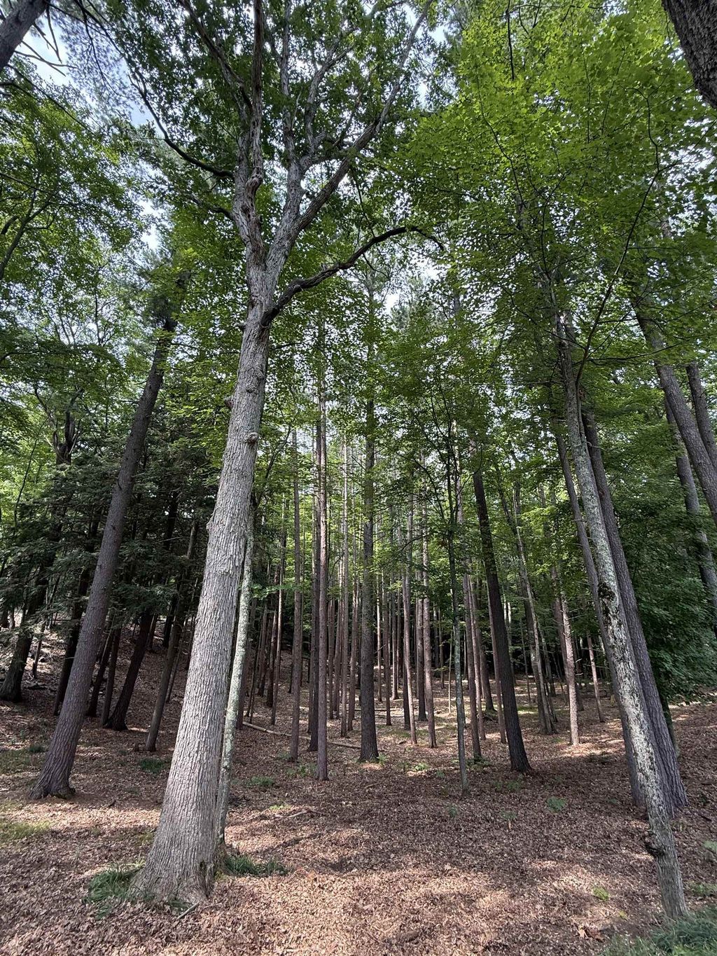 000 Albert Courtade Rd, East Bay township