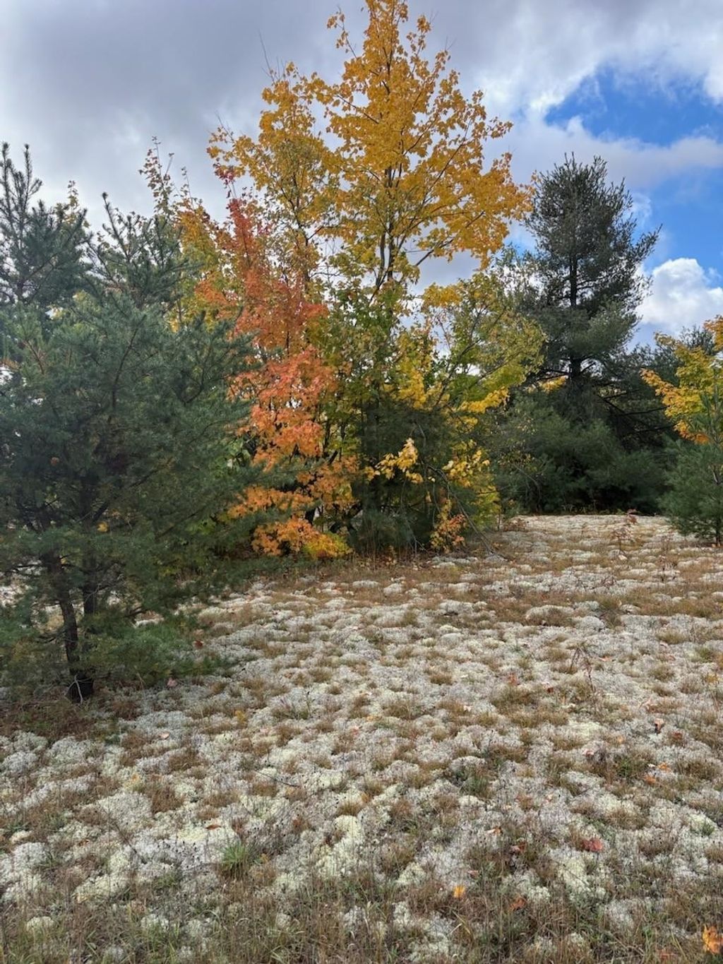 2805 Tagalder, Gaylord