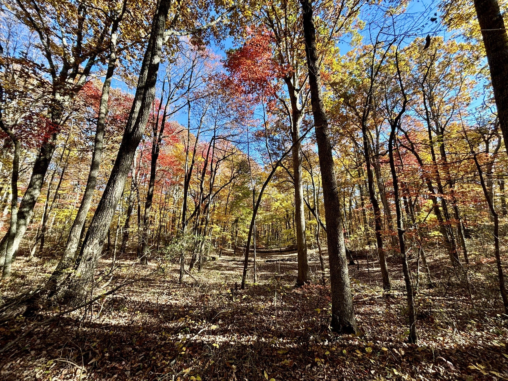 Photo of Listing #2813087