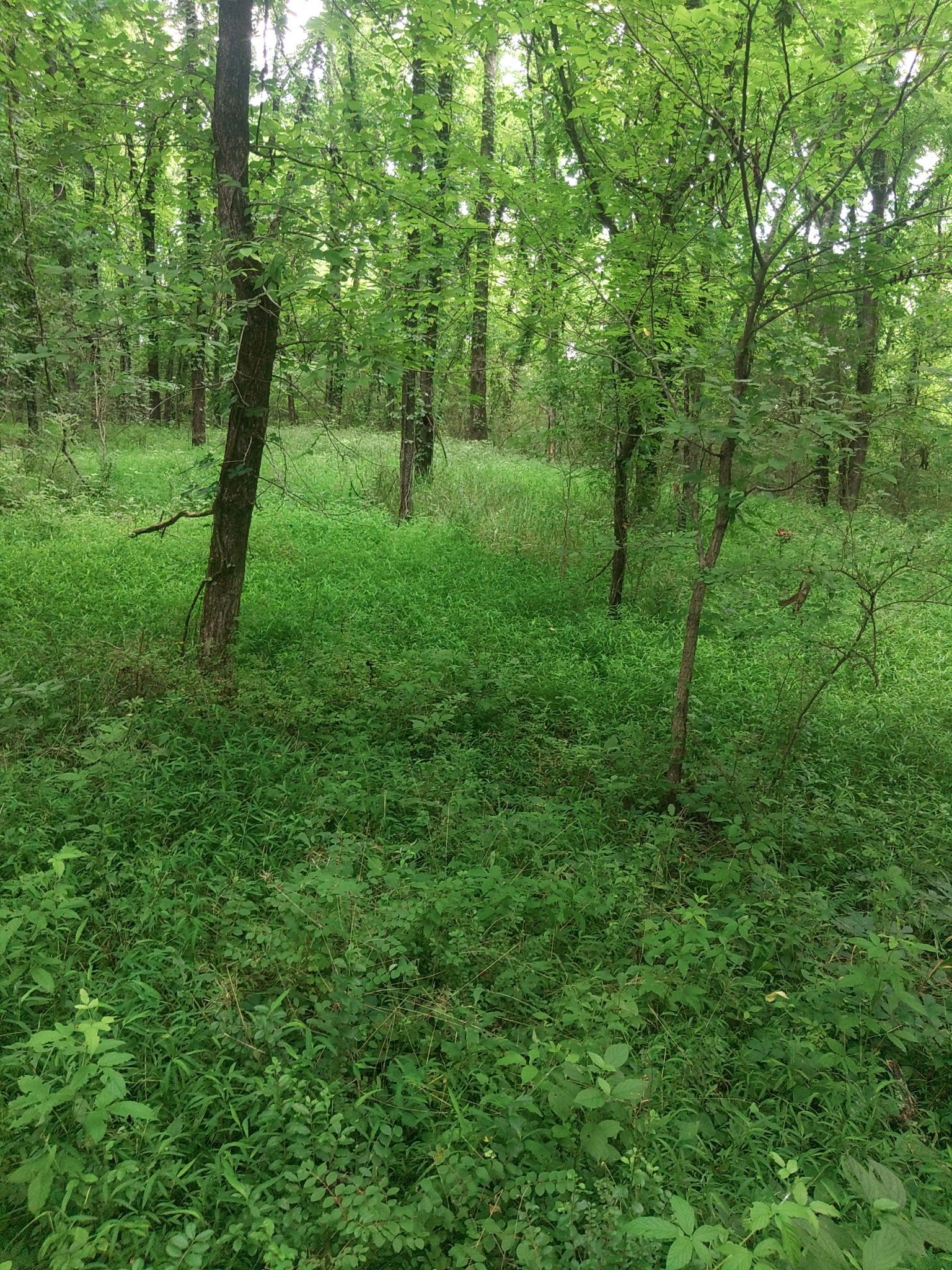 Photo of Listing #2943730