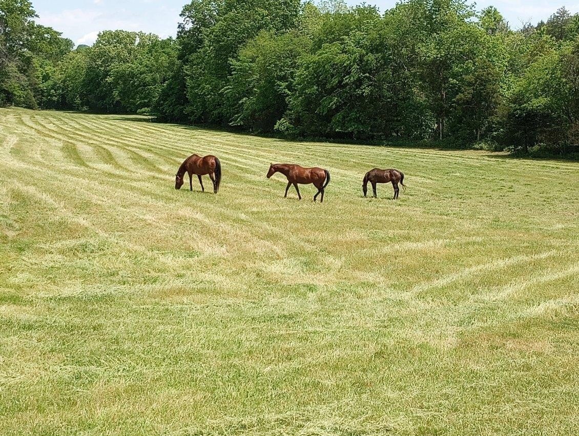 Photo of Listing #2991027