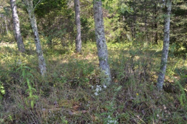 Photo of Listing #2998174