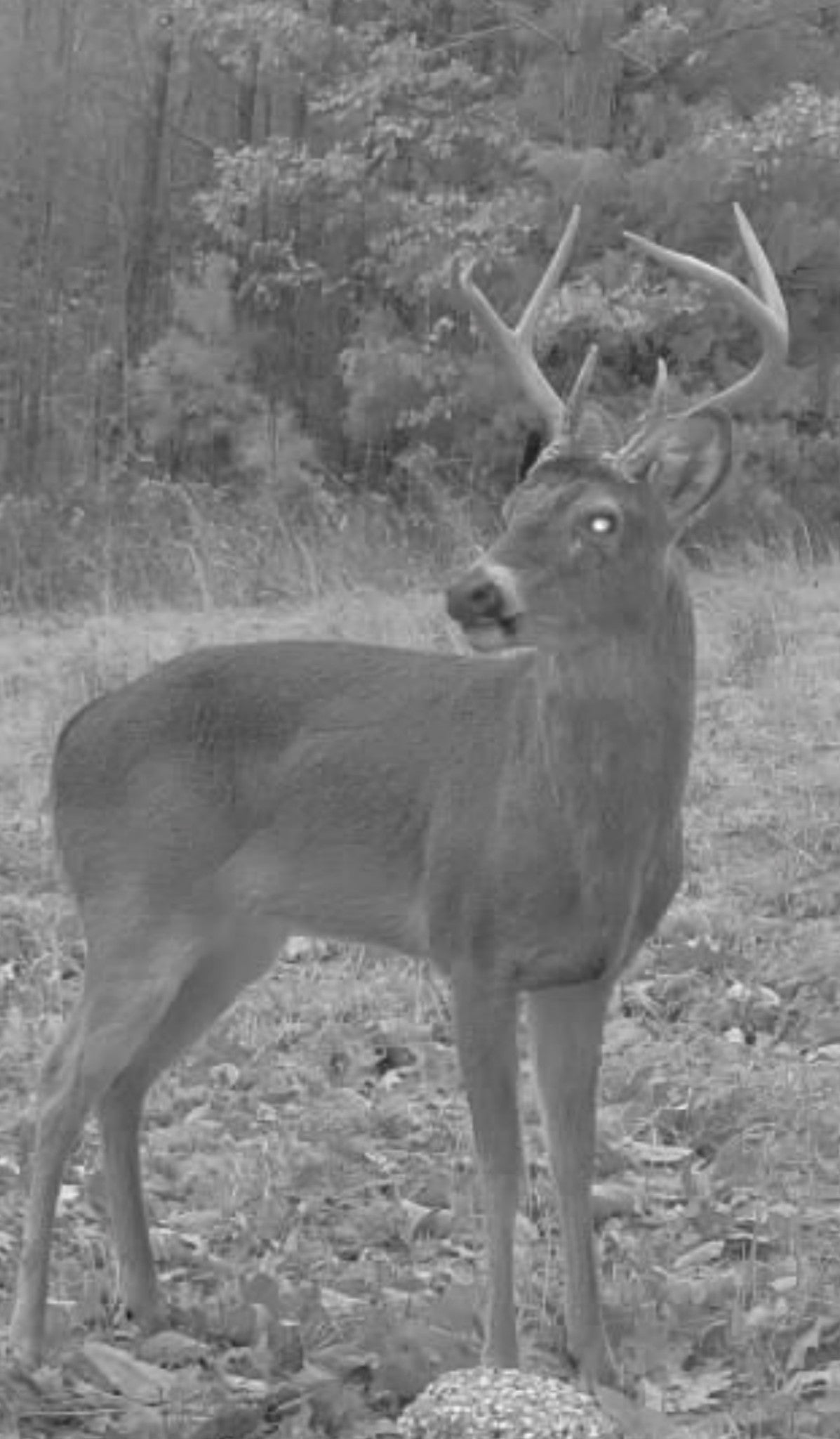 Photo of Listing #3007283