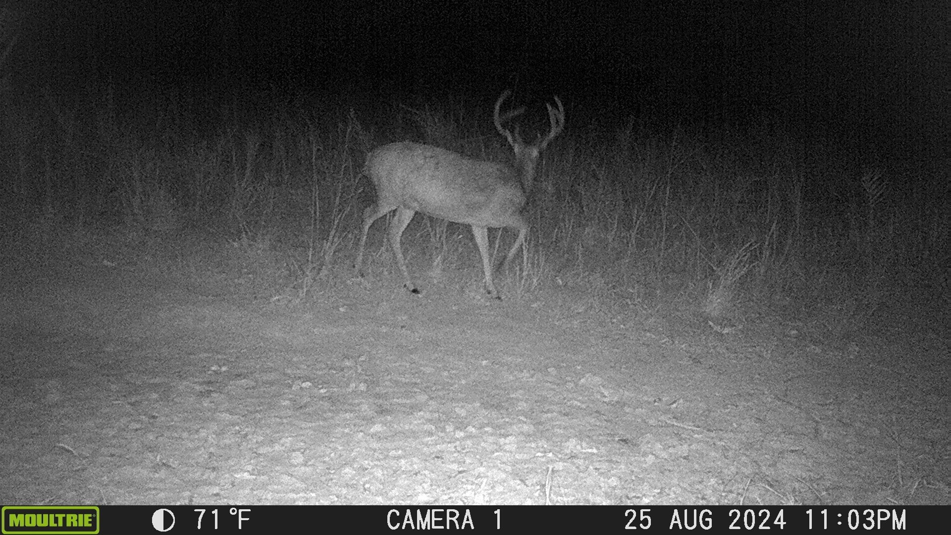 Photo of Listing #3030625