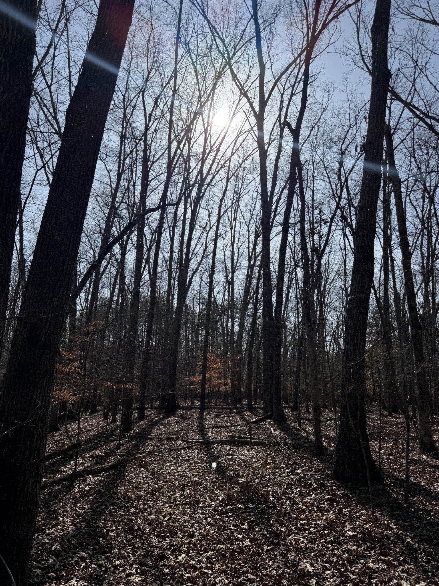 Photo of Listing #3134006