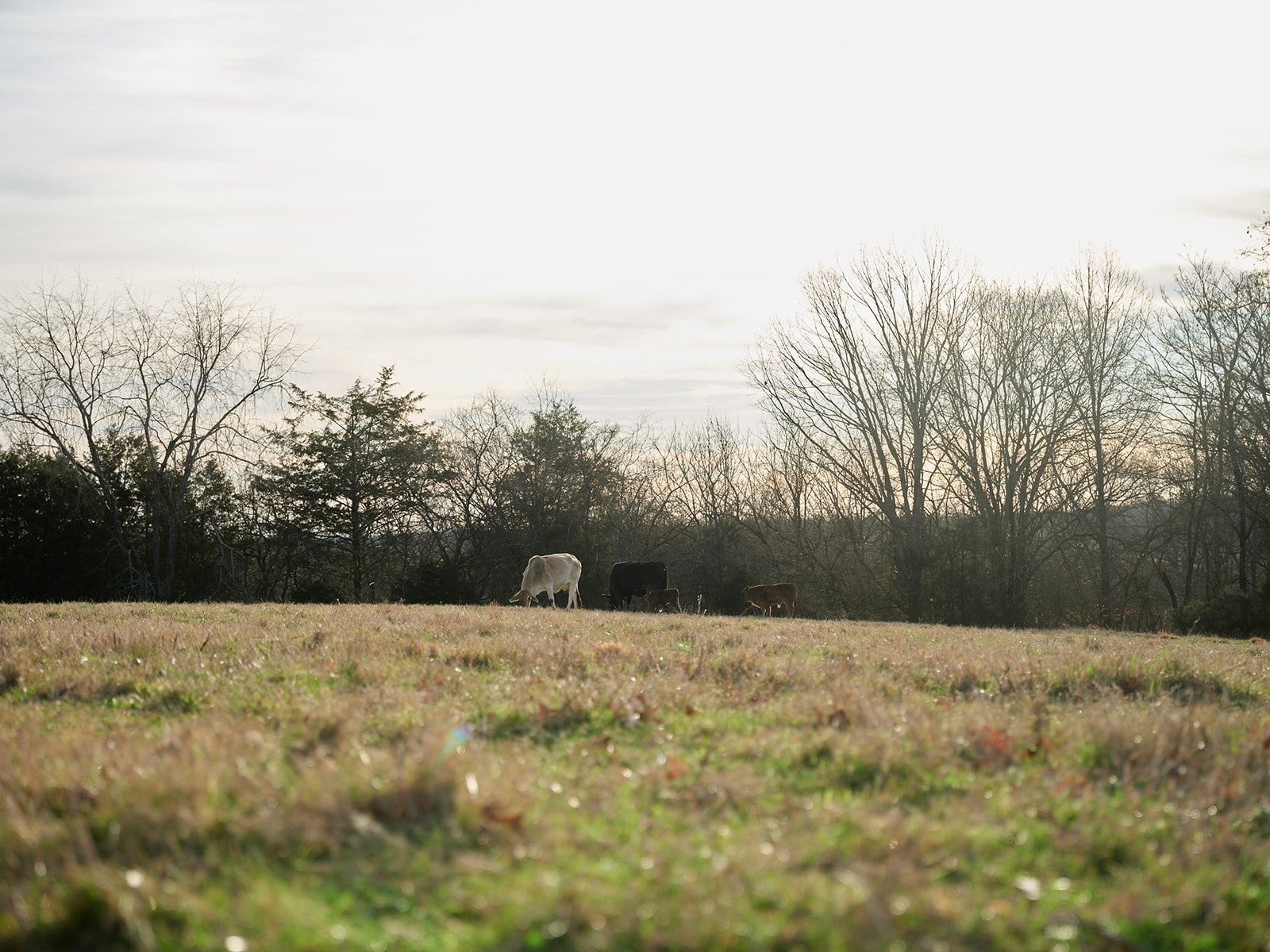 Photo of Listing #3134924