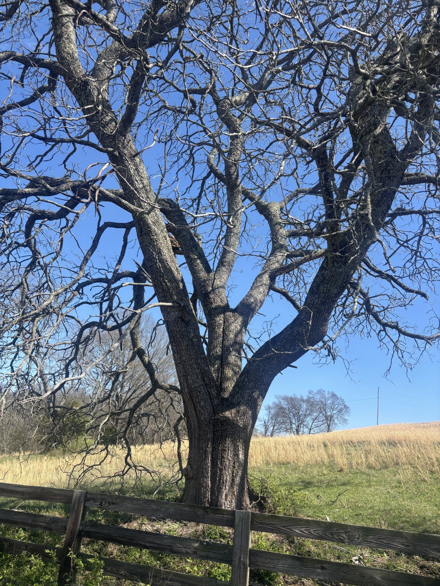 Photo of Listing #3155078