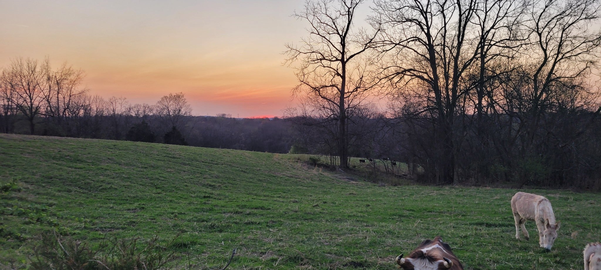 Photo of Listing #3155769