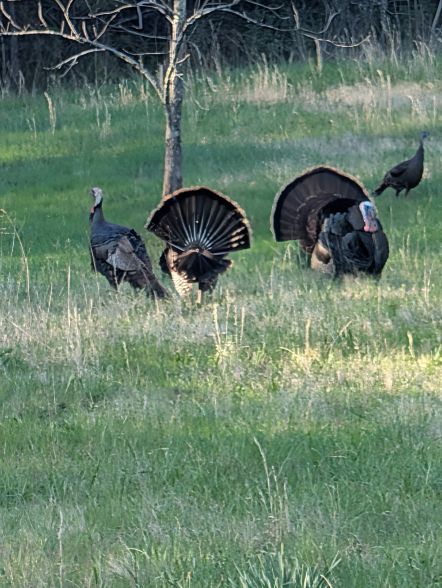 Photo of Listing #3175262