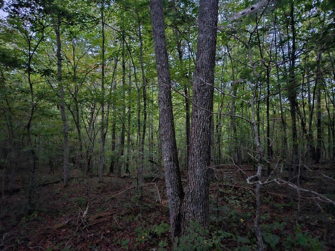 Photo of Listing #2707338