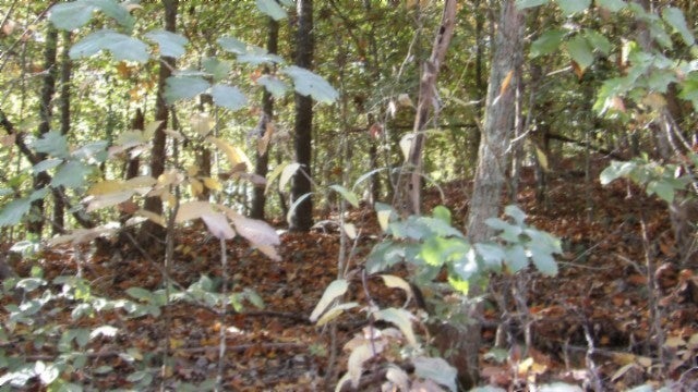 0 Moss Arcot Rd, Celina