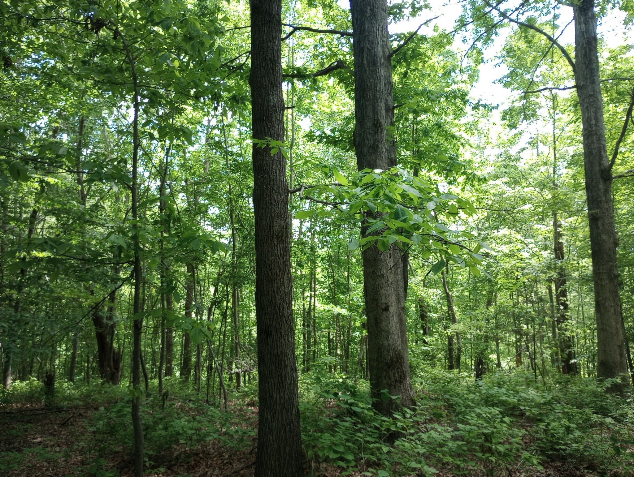 Photo of Listing #2762847
