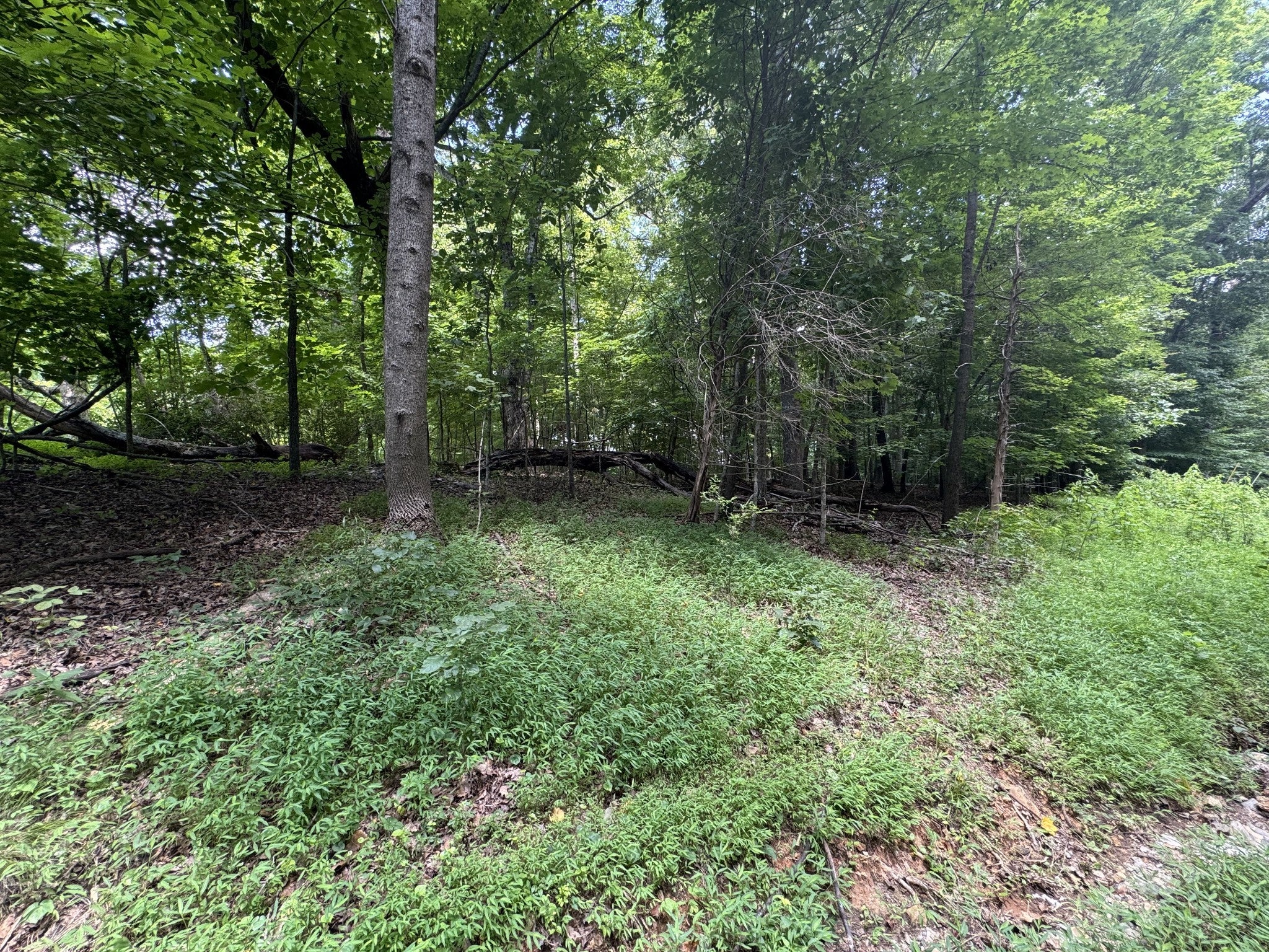 Photo of Listing #2799919