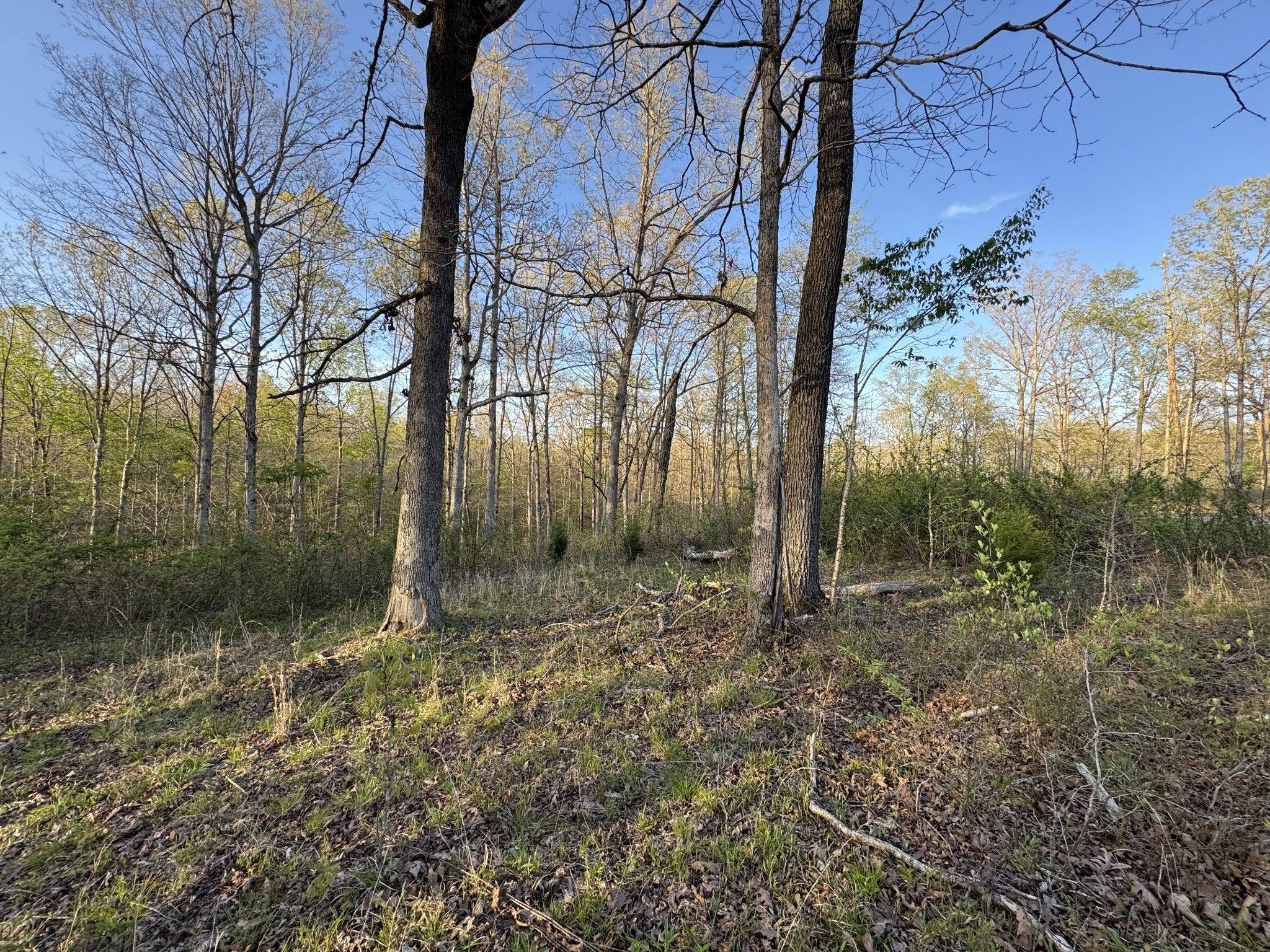Photo of Listing #2818596