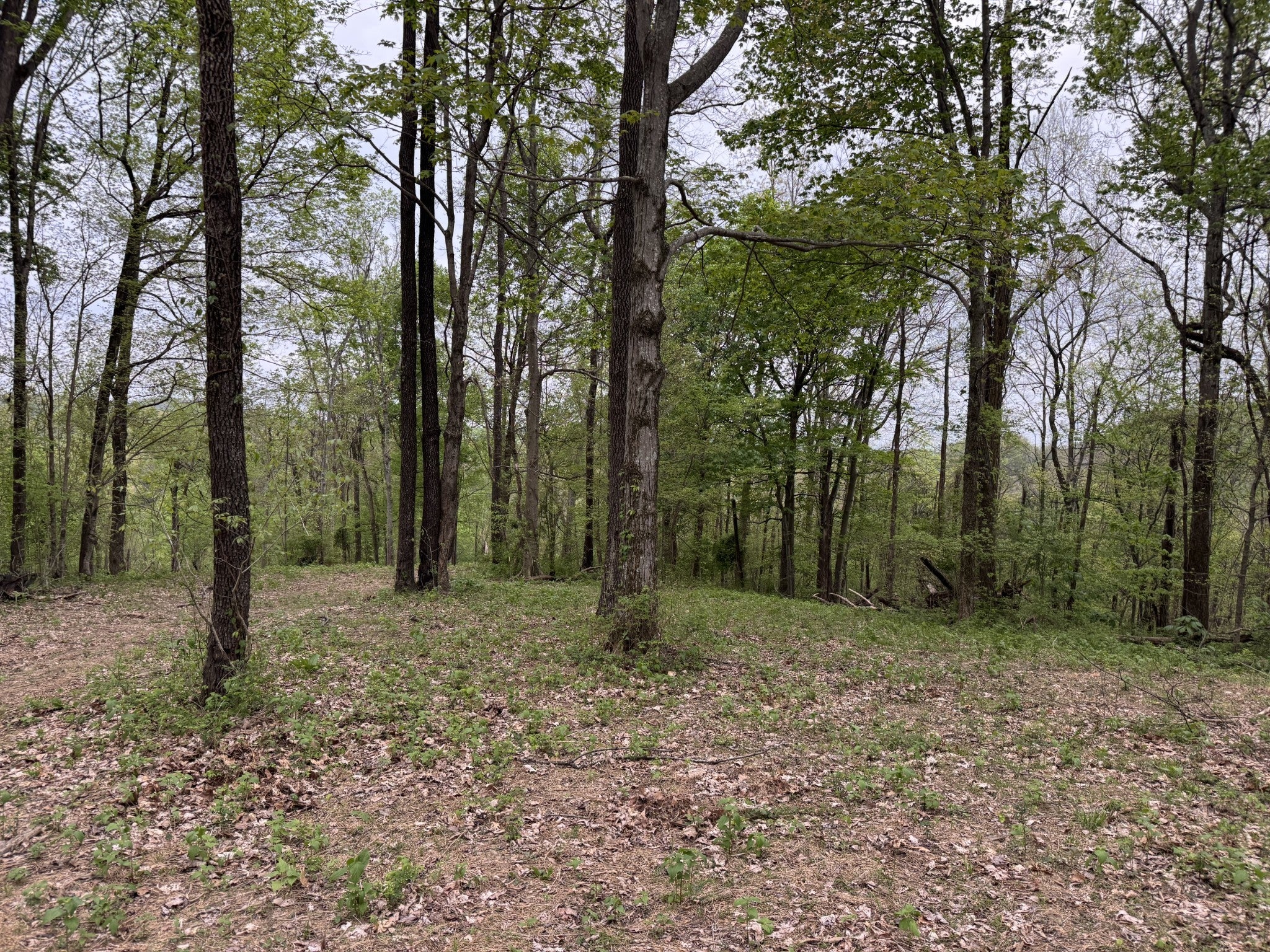 Photo of Listing #2822196