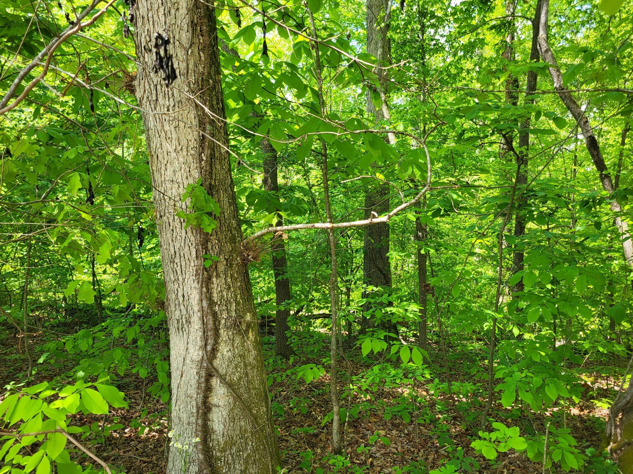 Photo of Listing #2822770