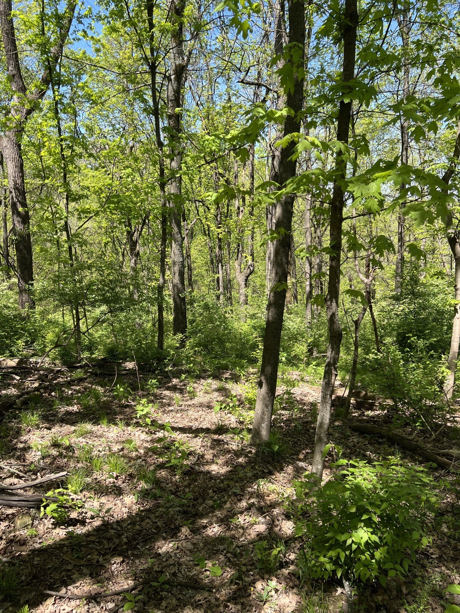 Photo of Listing #2823191