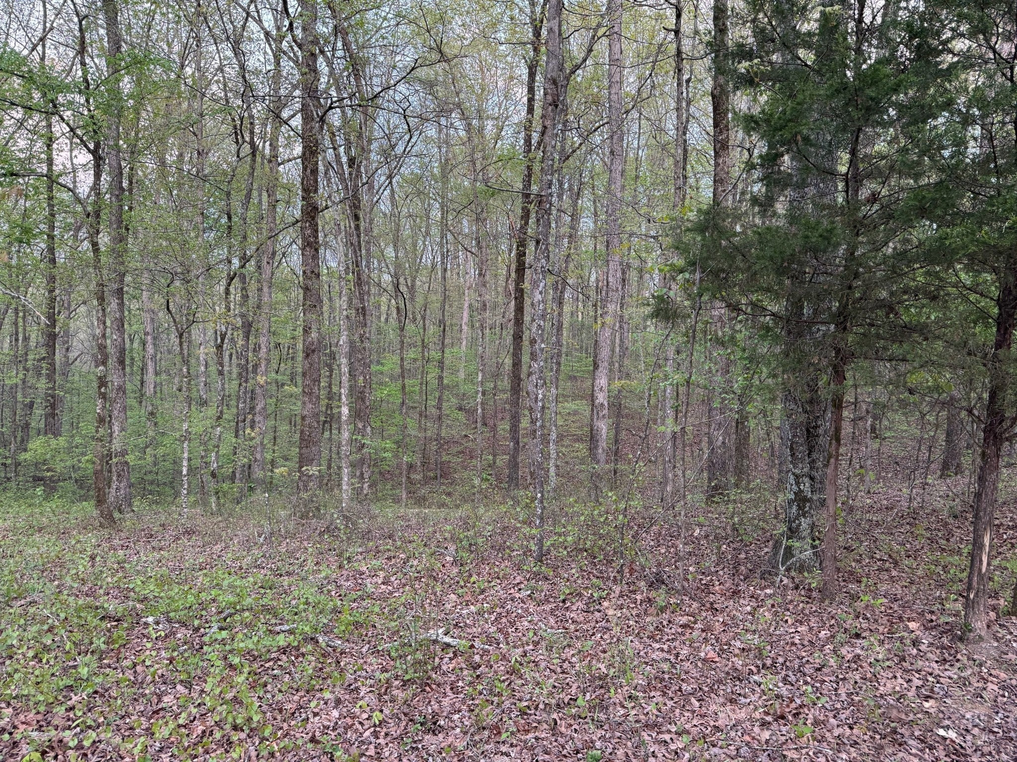 Photo of Listing #2823303