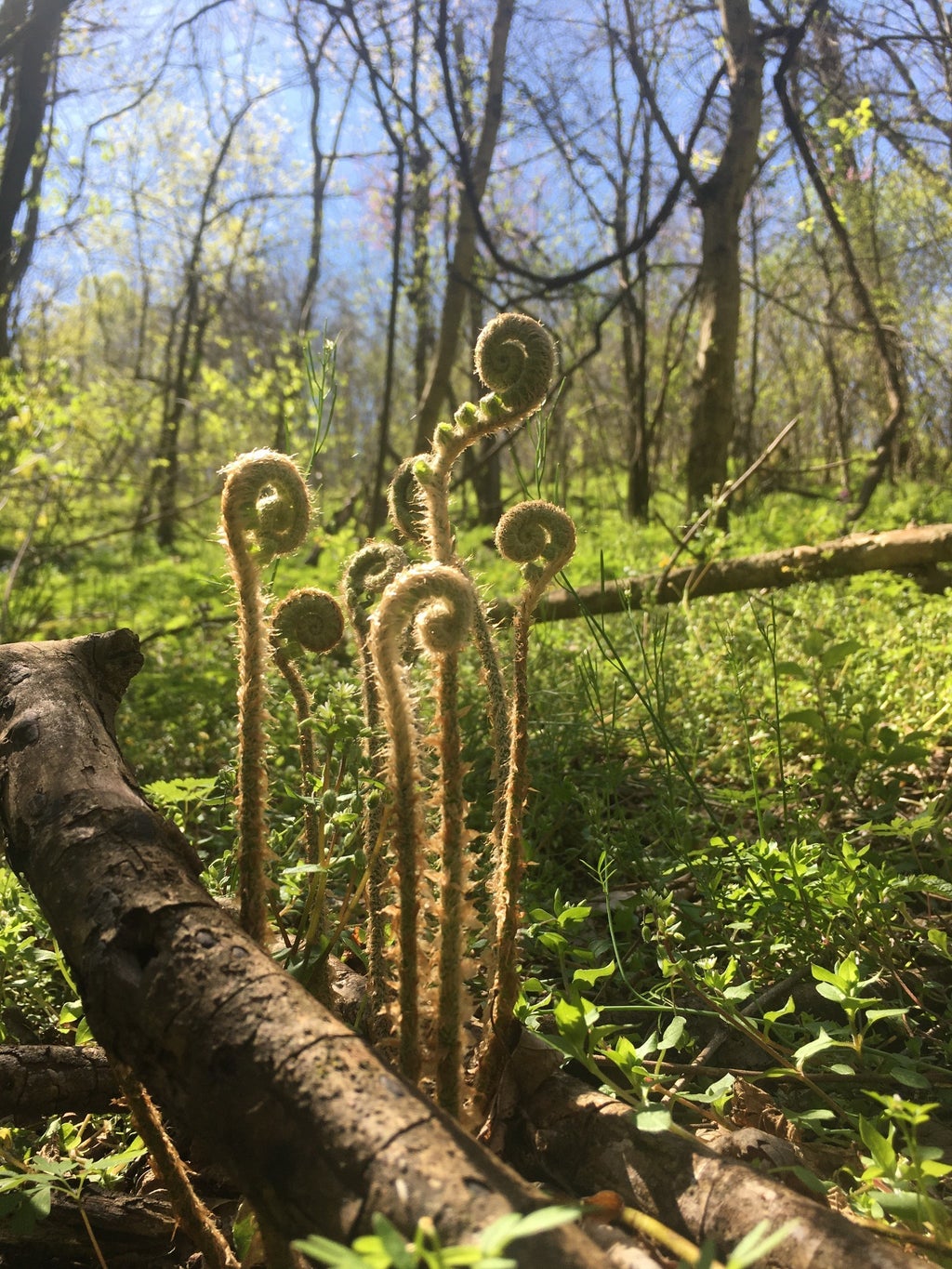 0 Rutherford Lane, Smithville