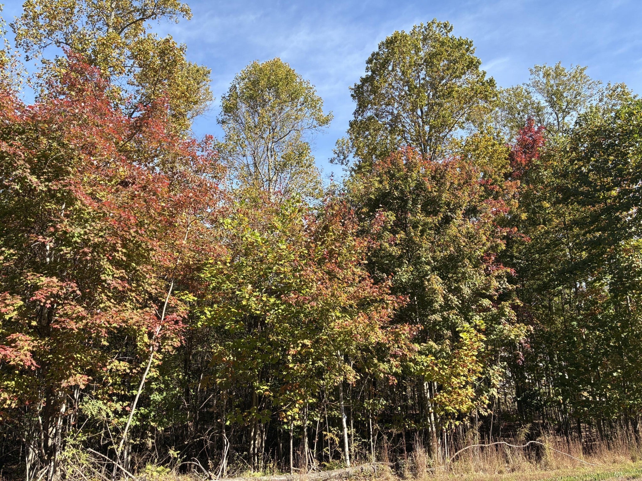 Photo of Listing #2883053