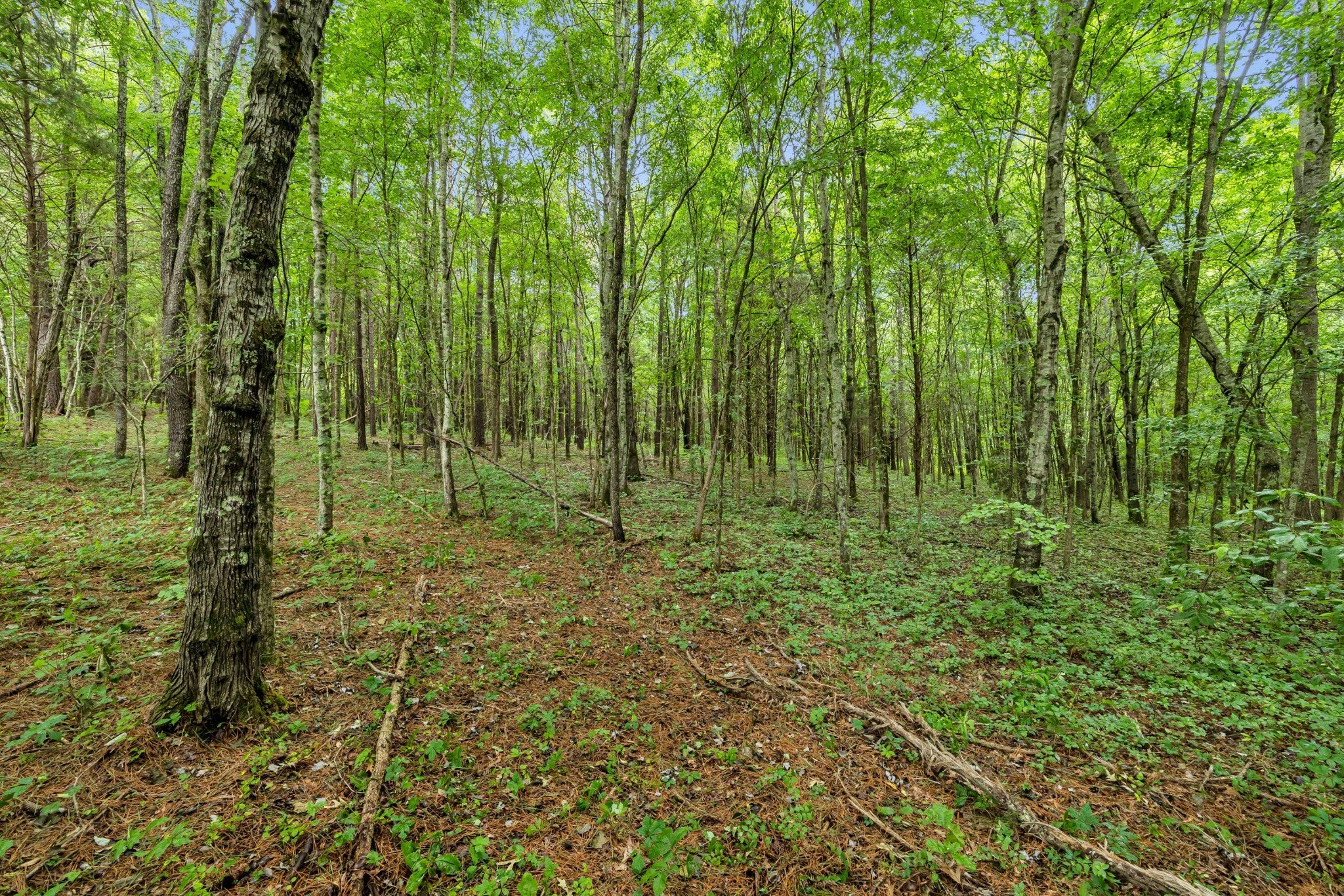 Photo of Listing #2888739