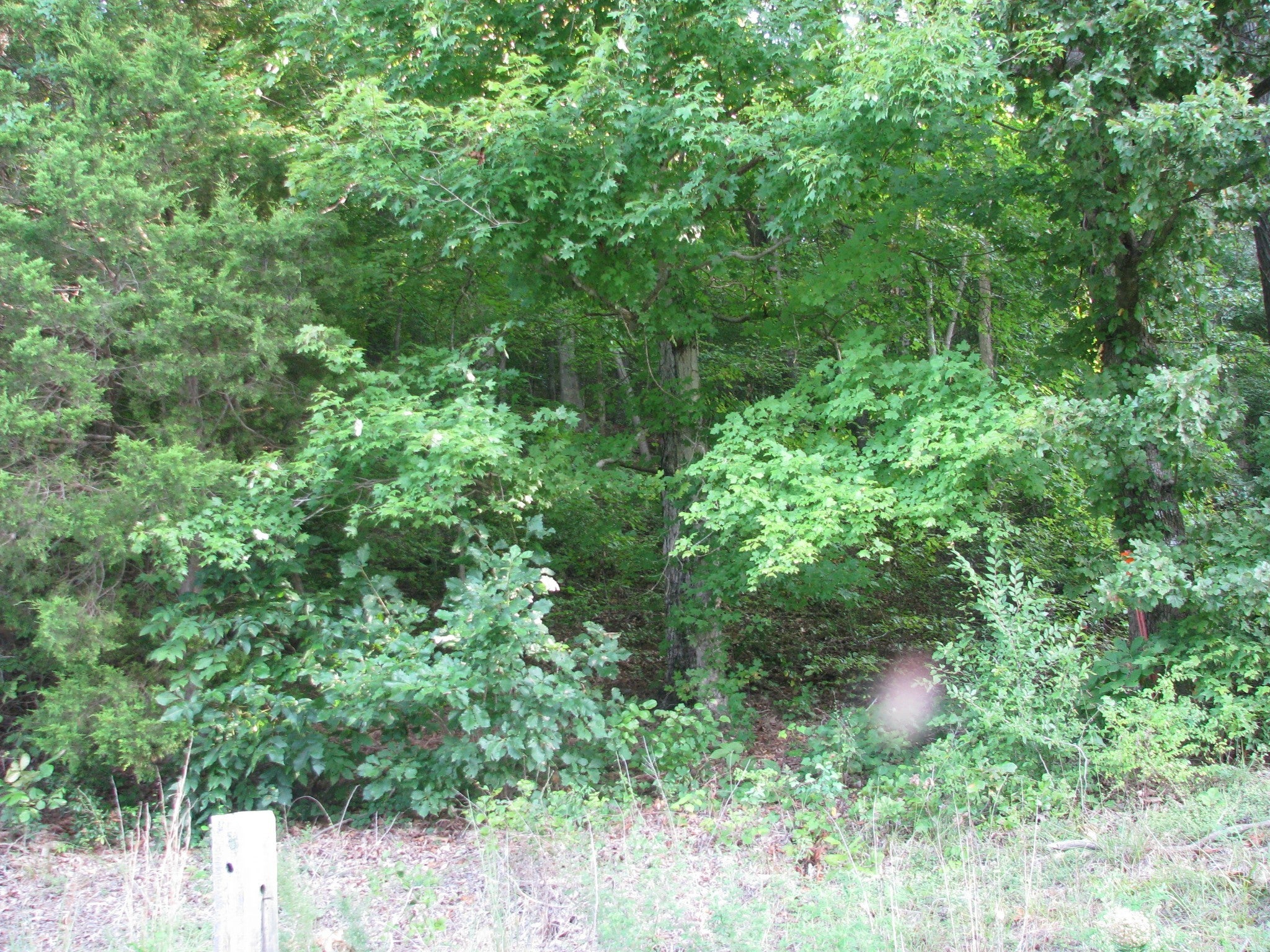 Photo of Listing #2896733