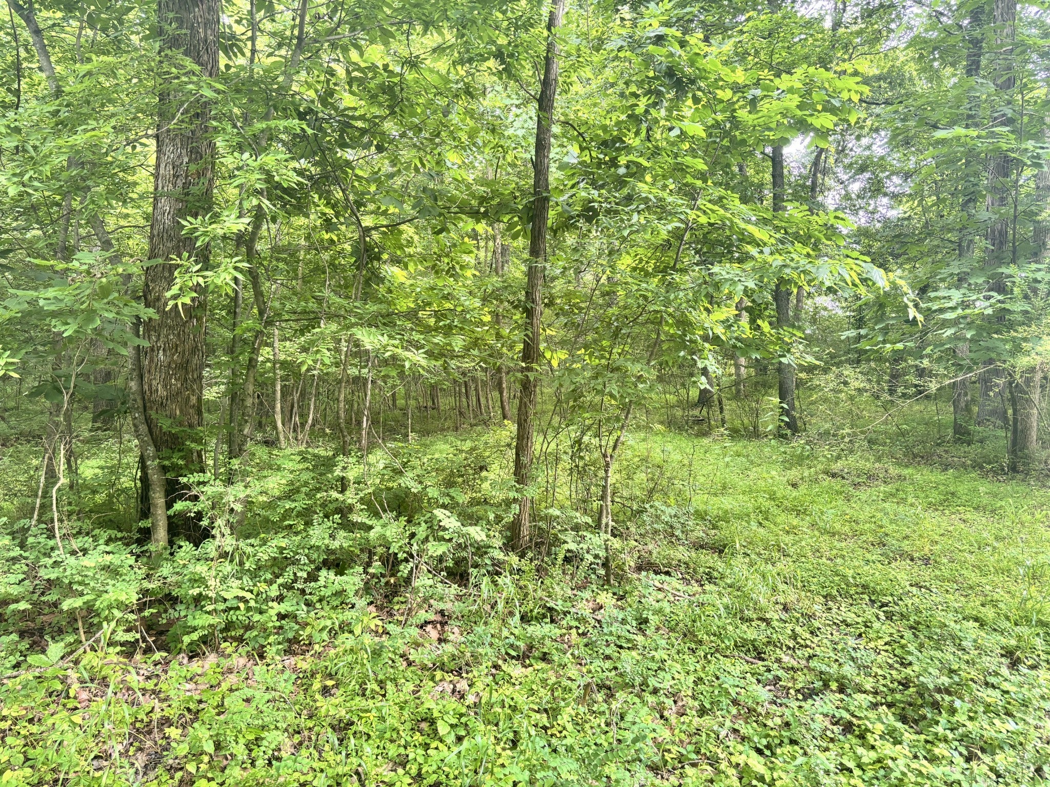 Photo of Listing #2897731