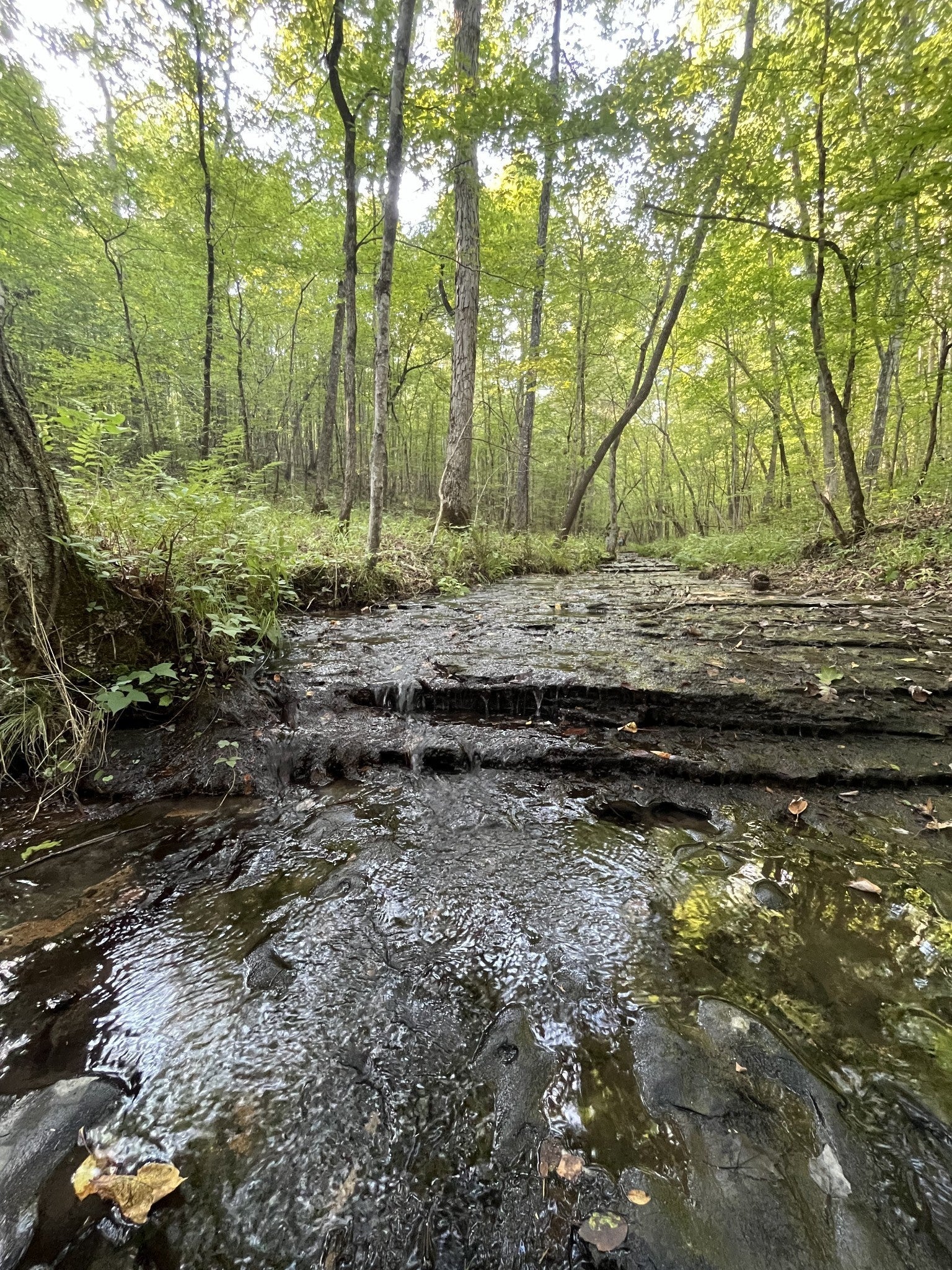 Photo of Listing #2925706