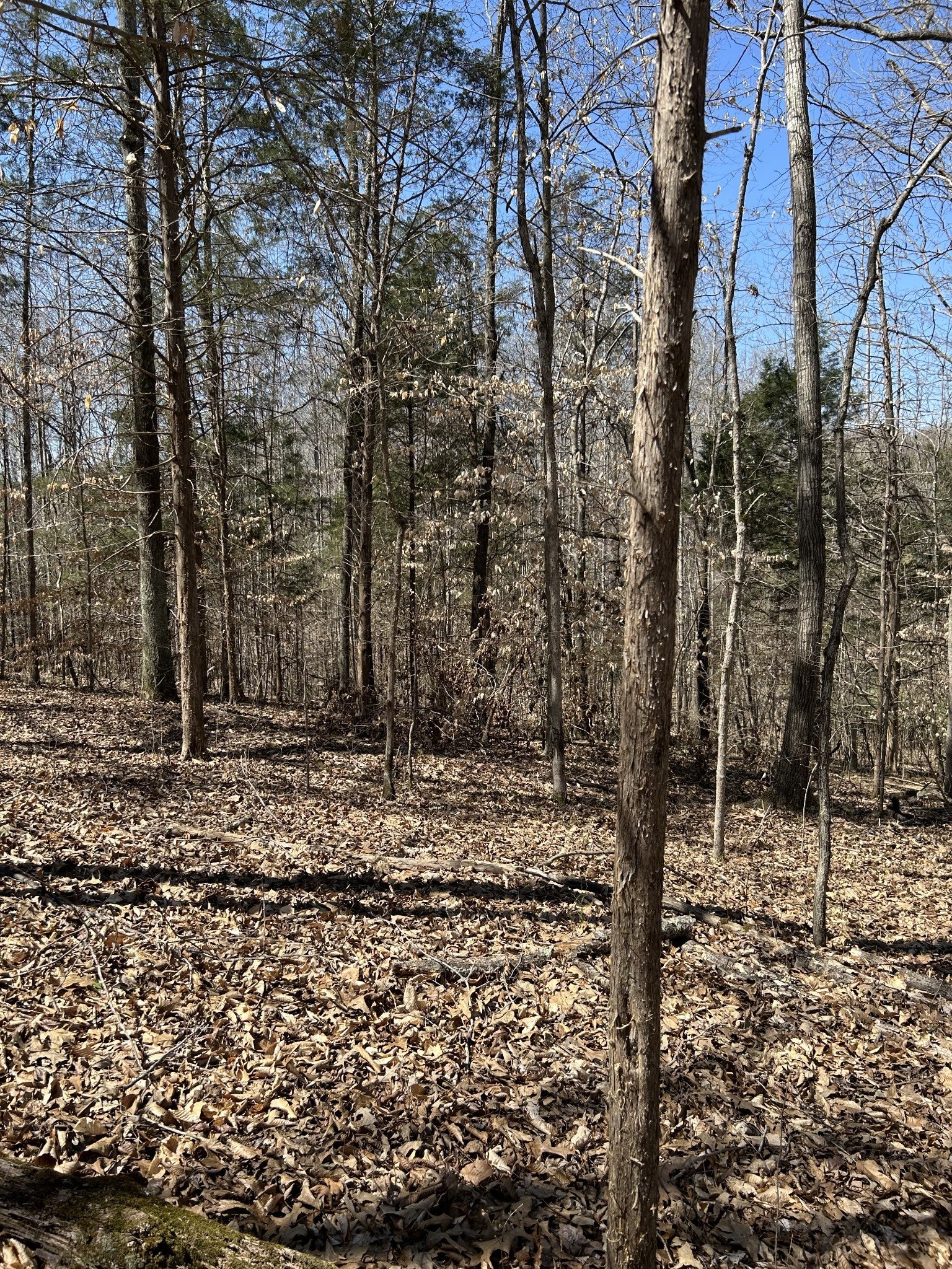 Photo of Listing #2936963