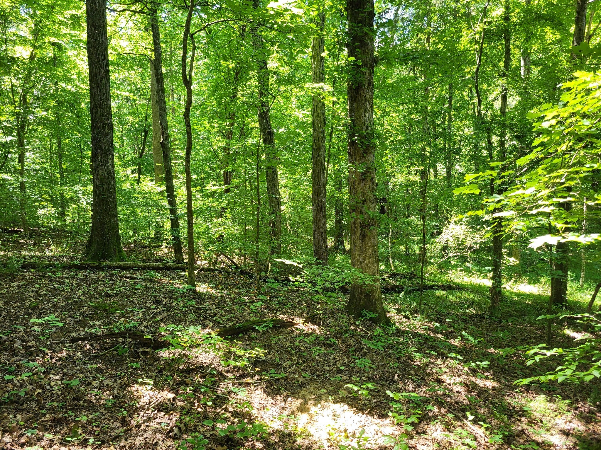 Photo of Listing #2939085