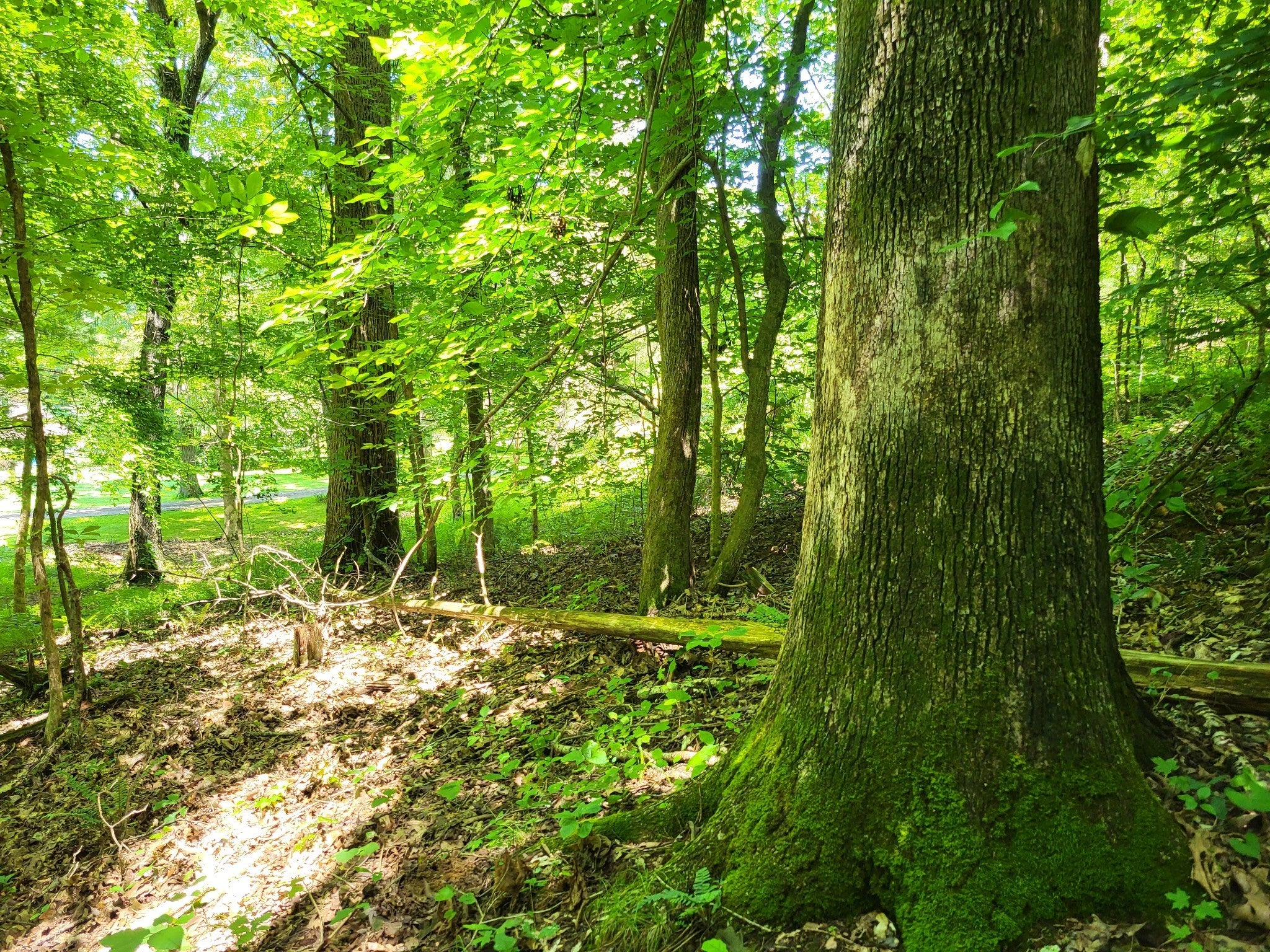 Photo of Listing #2939085