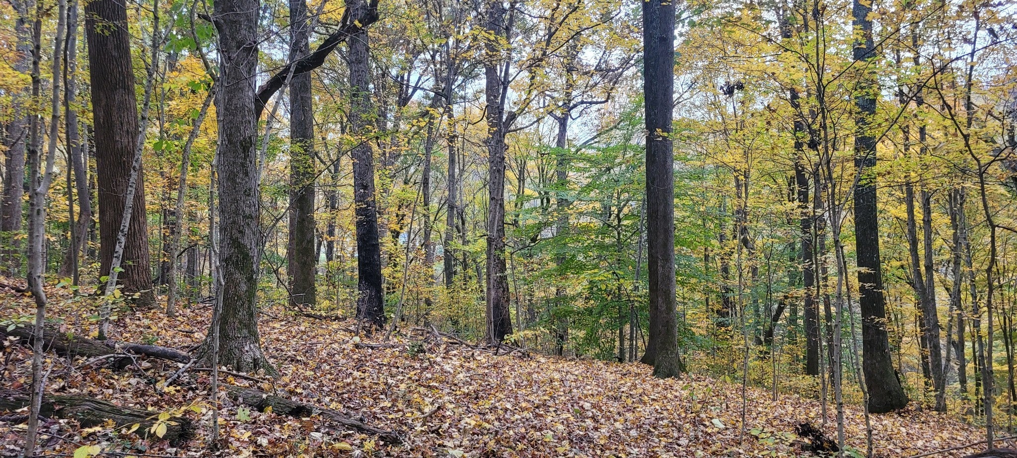 Photo of Listing #2942374