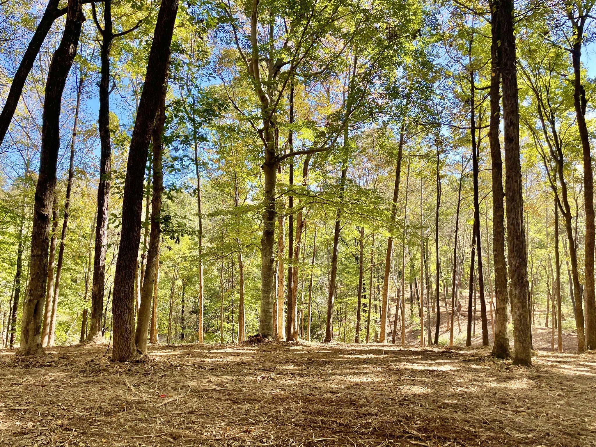 Photo of Listing #2945401