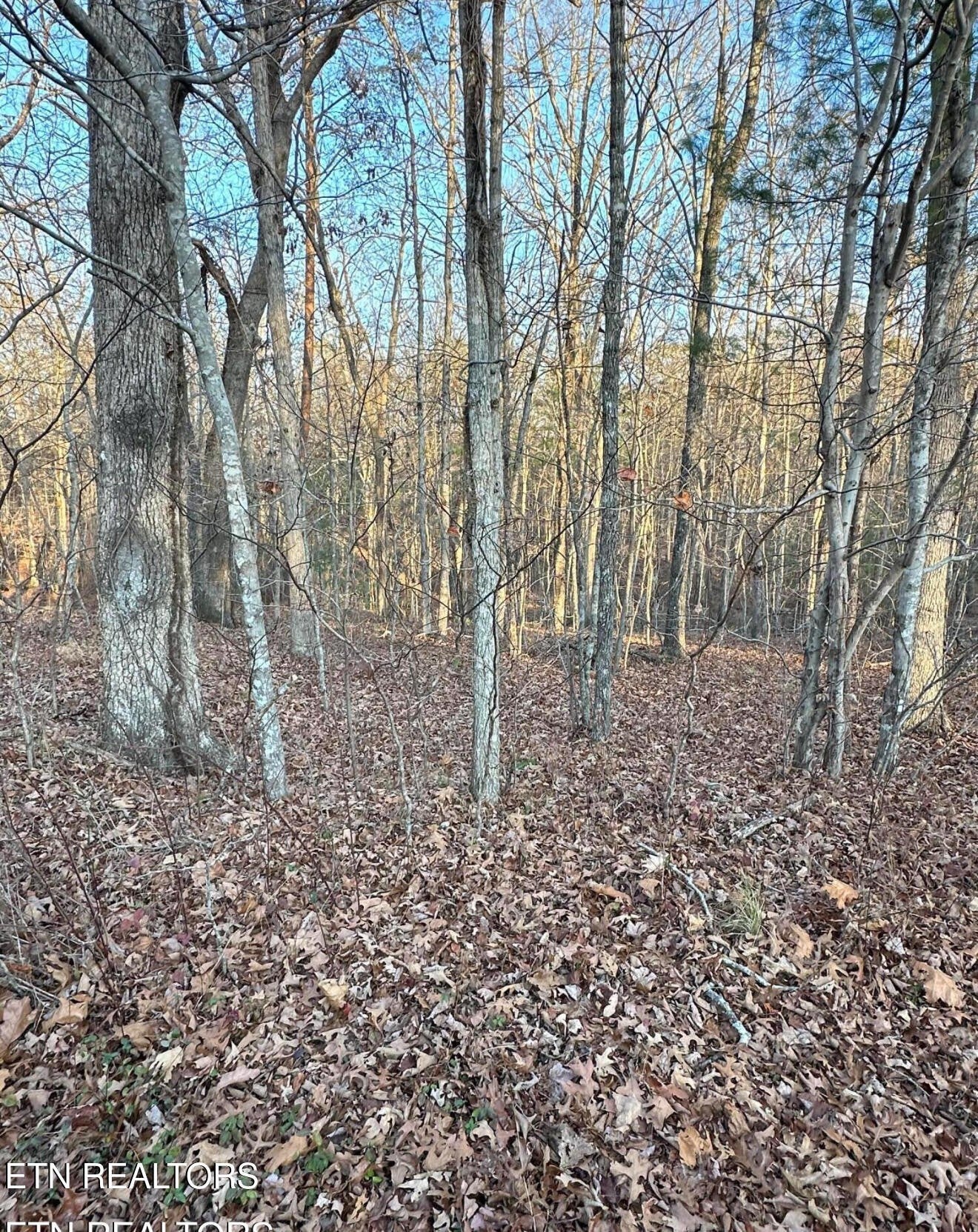 Photo of Listing #2946735