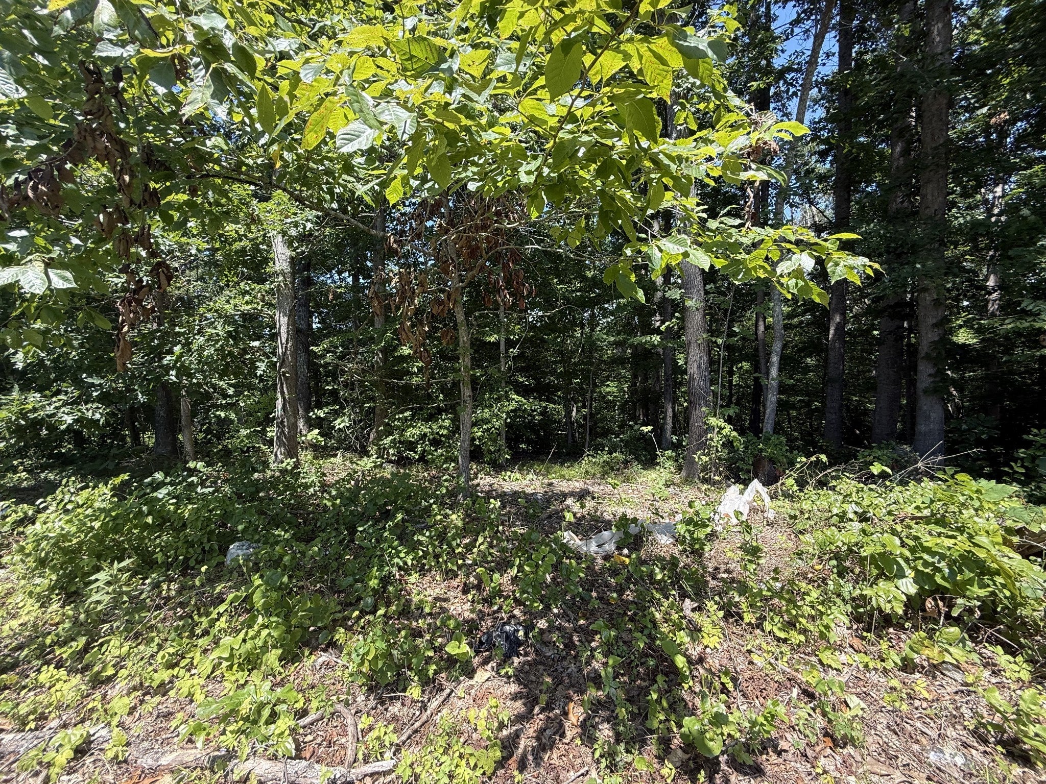 Photo of Listing #2963287