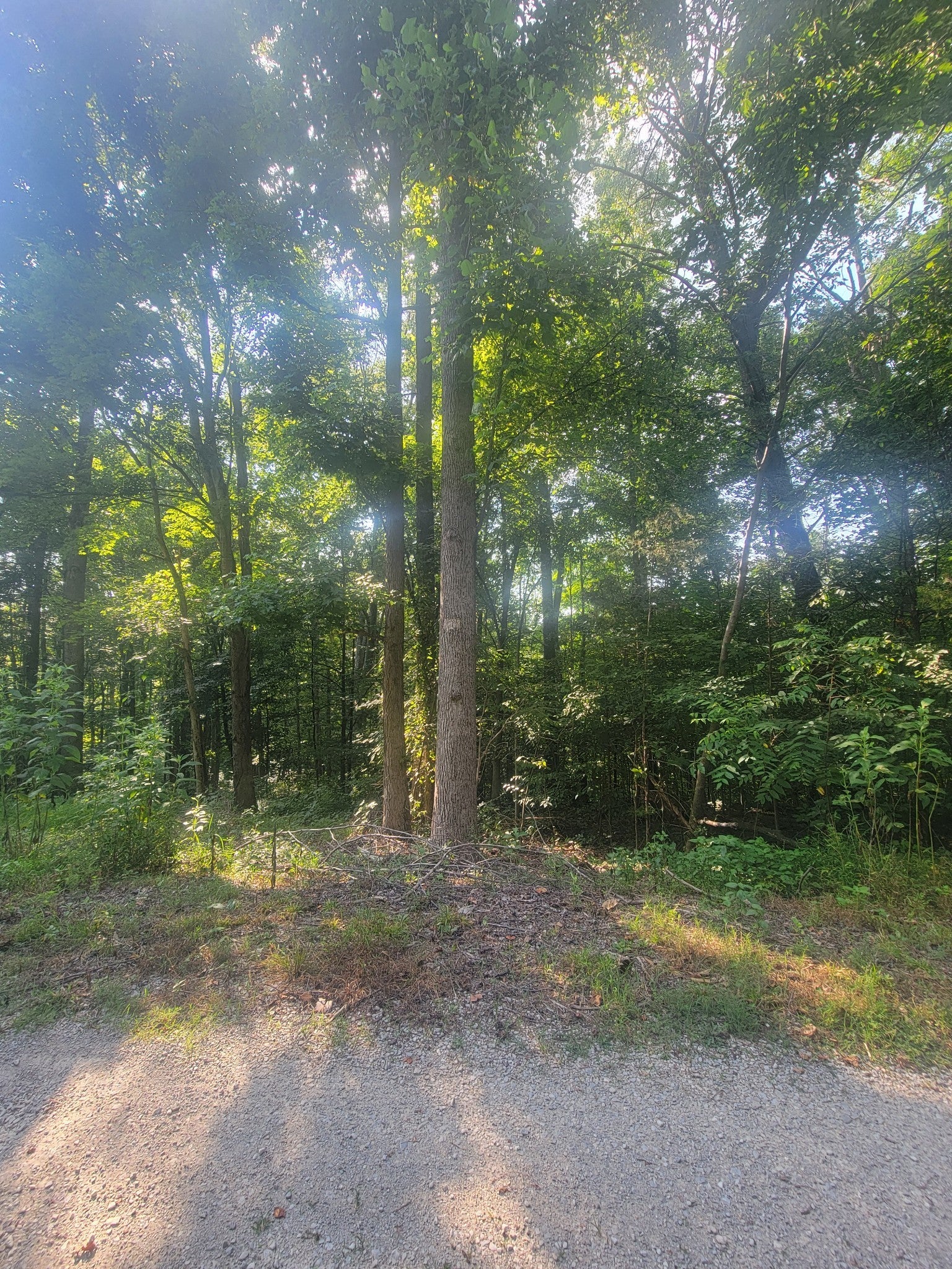 Photo of Listing #2970185
