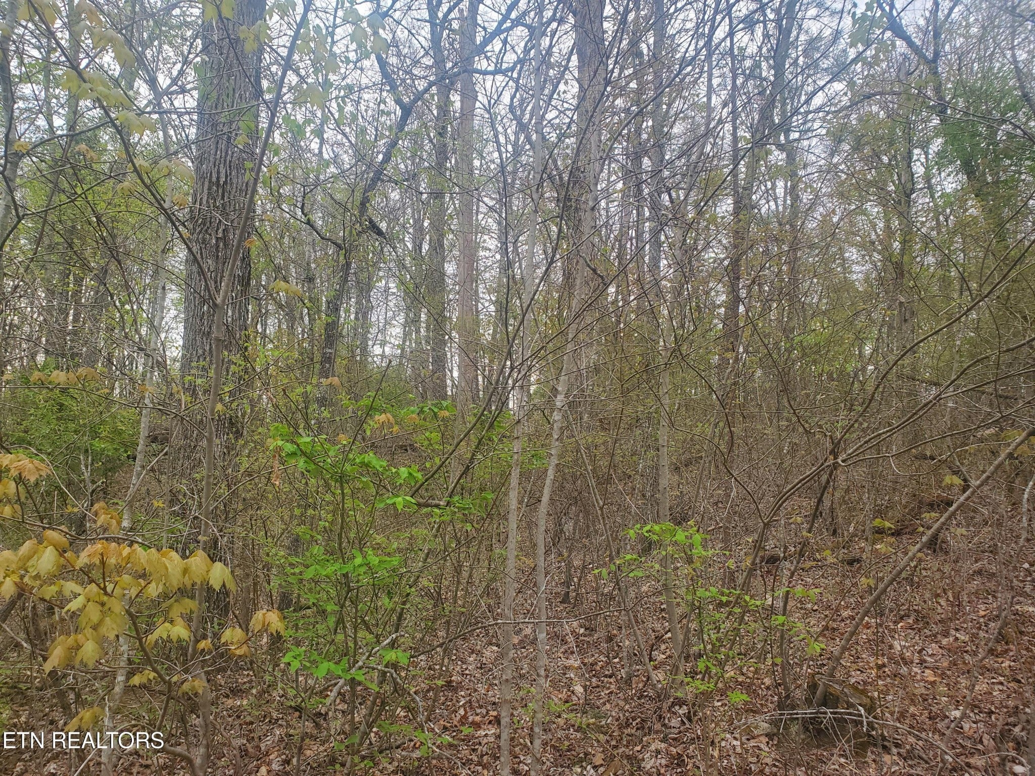 Photo of Listing #2973545