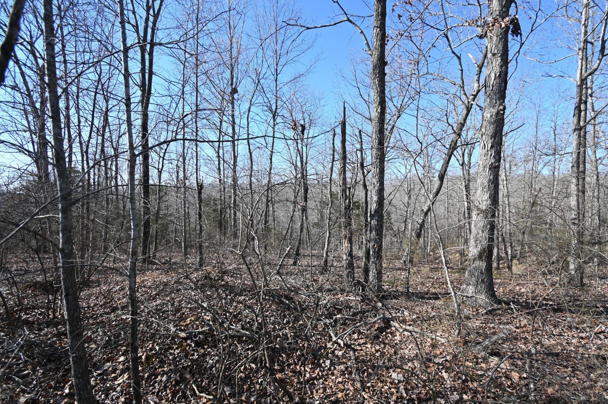 Photo of Listing #2991561