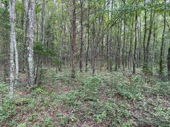 Photo of Listing #2993353