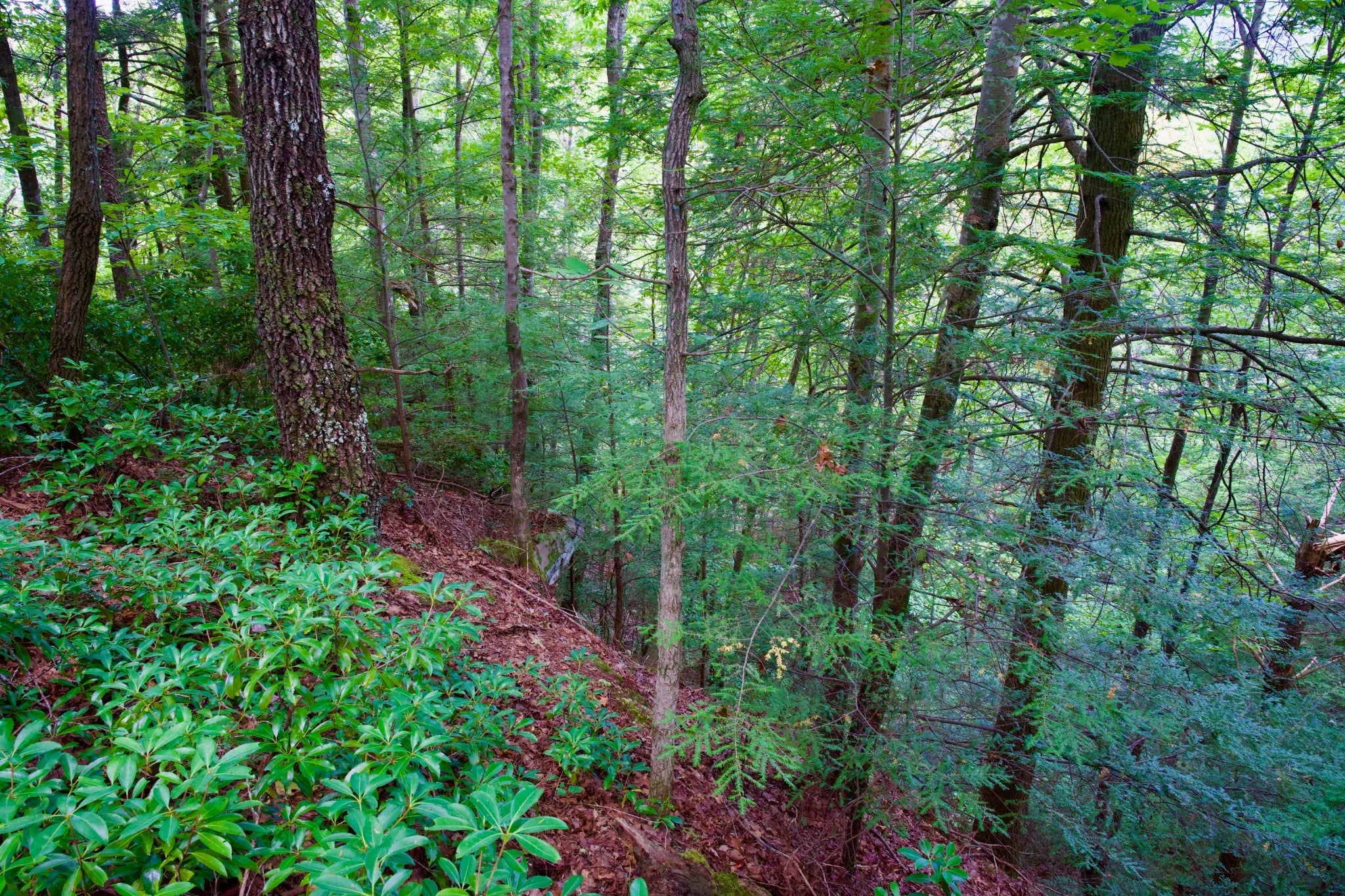 Photo of Listing #2994297