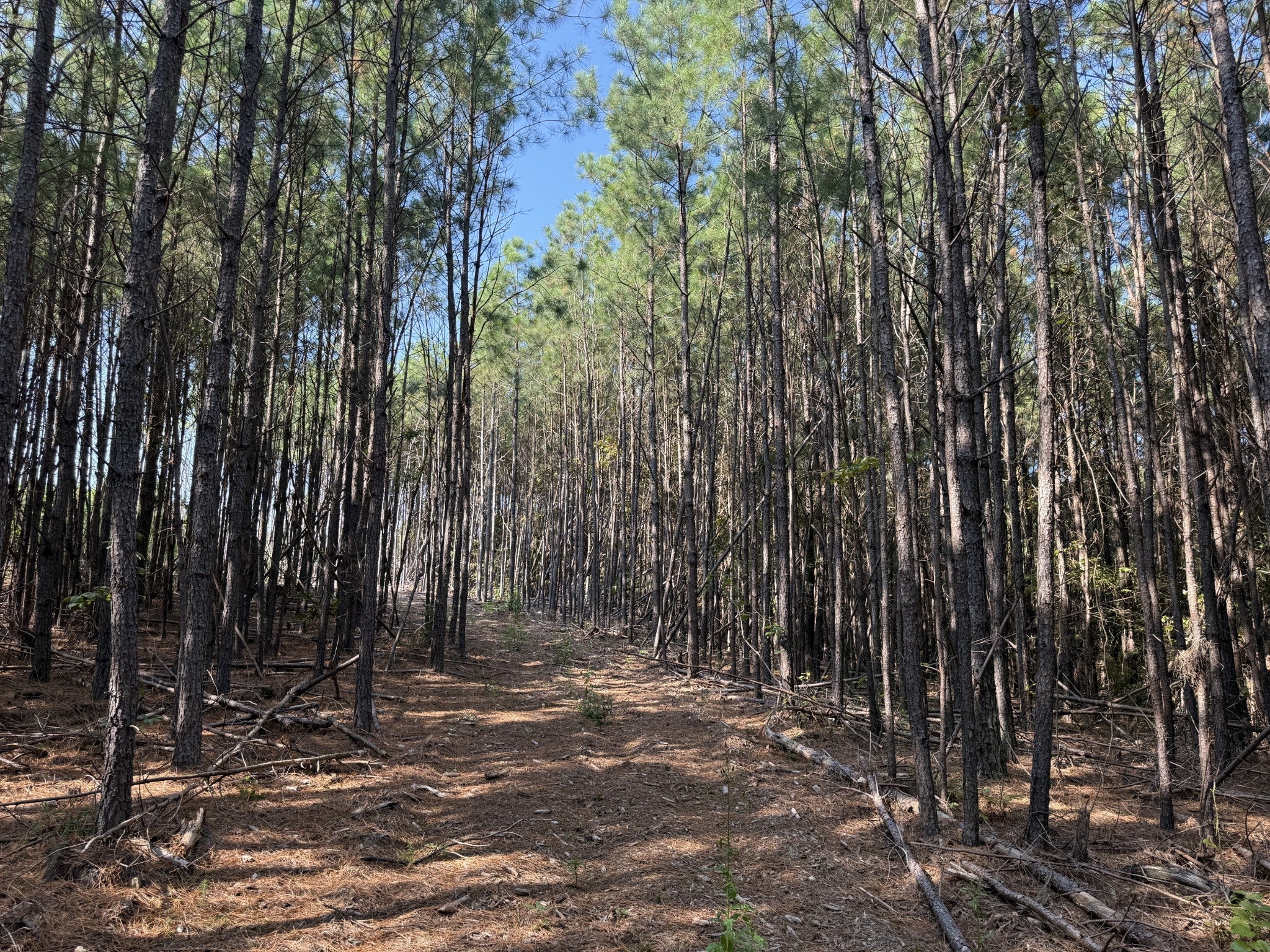 Photo of Listing #2994852