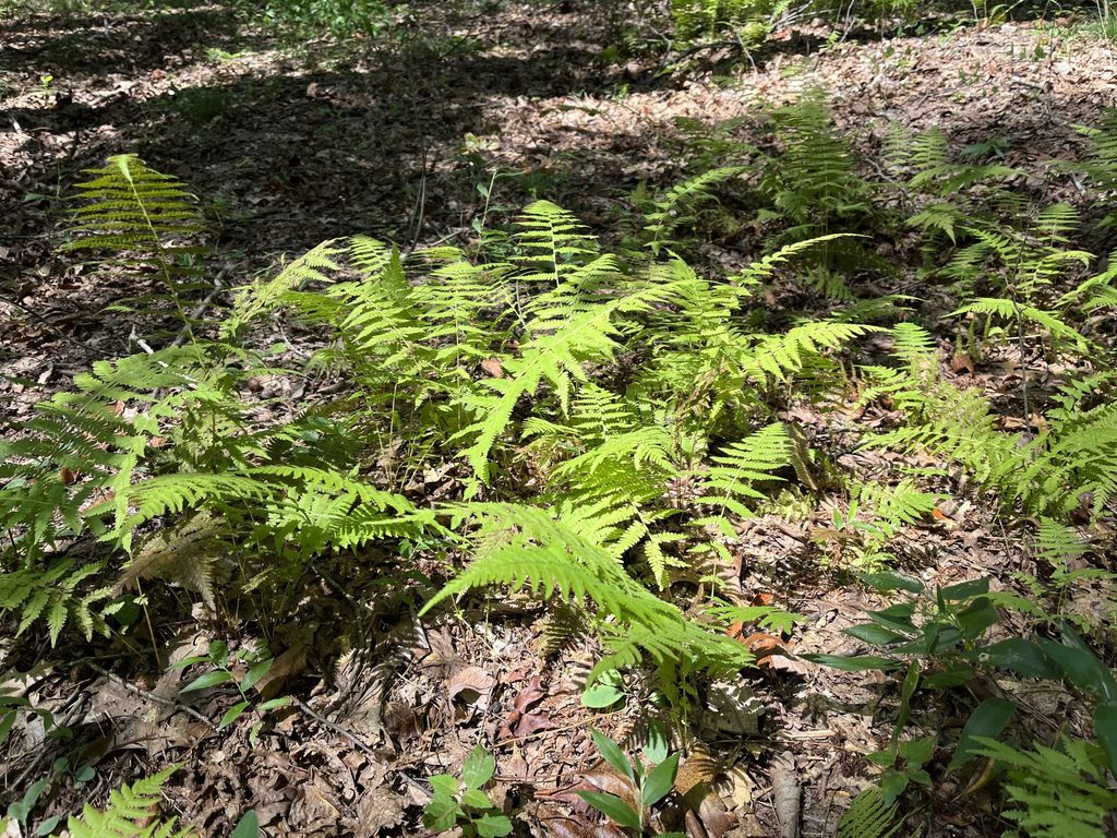 201 Blackberry Farm Rd W, Monteagle