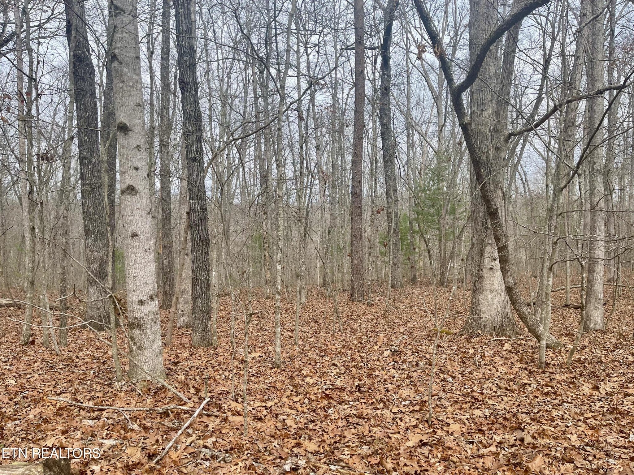 Photo of Listing #3001842