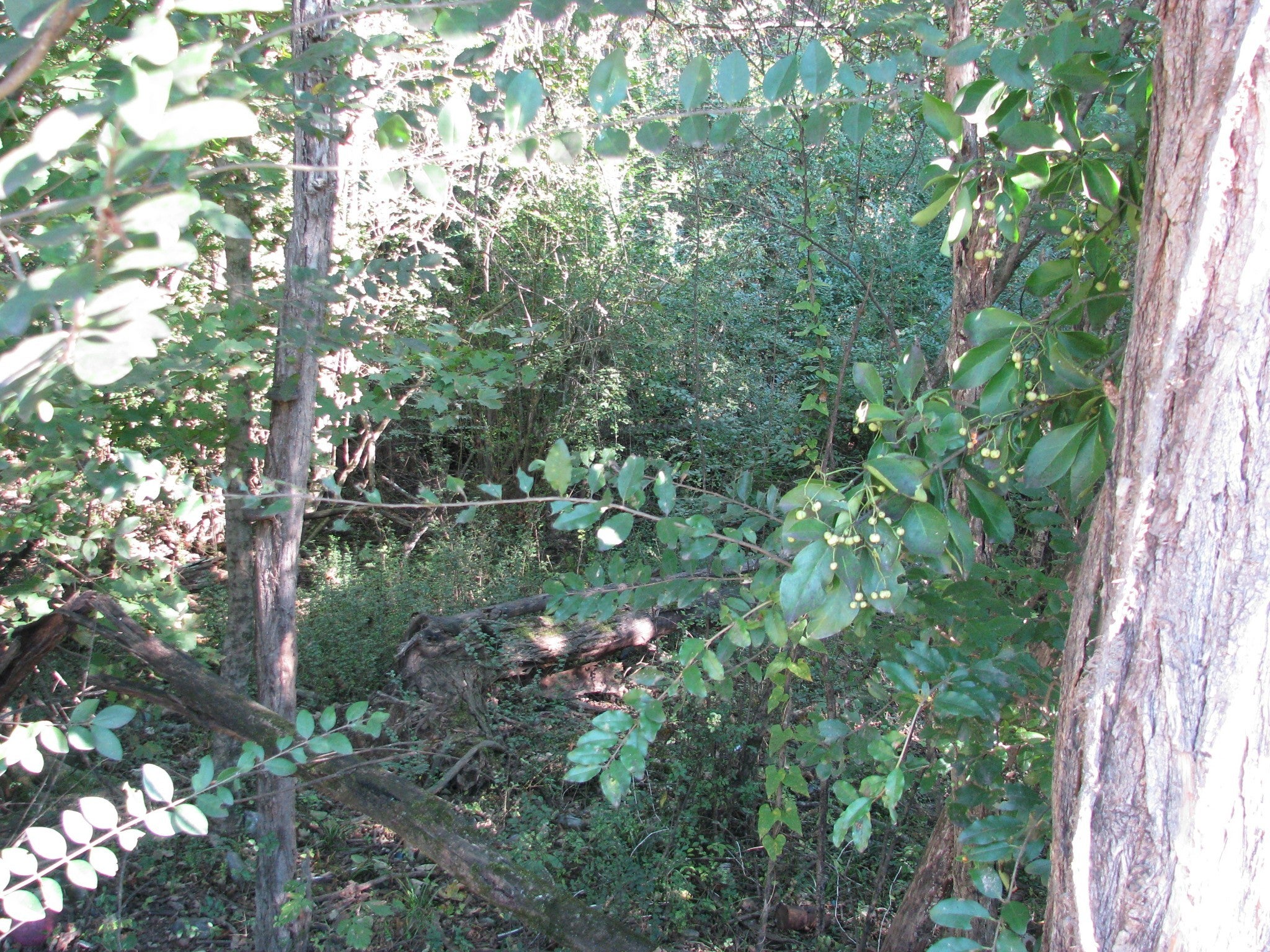 Photo of Listing #3003267